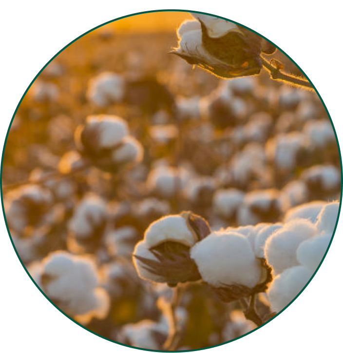 sustainable cotton